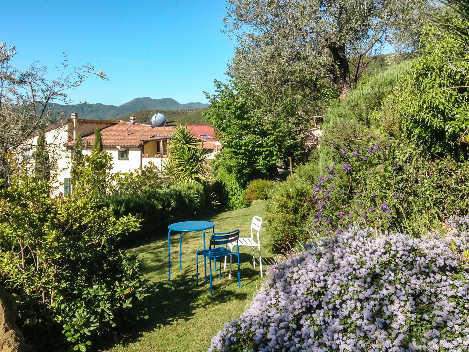 Glicine-Dehors
