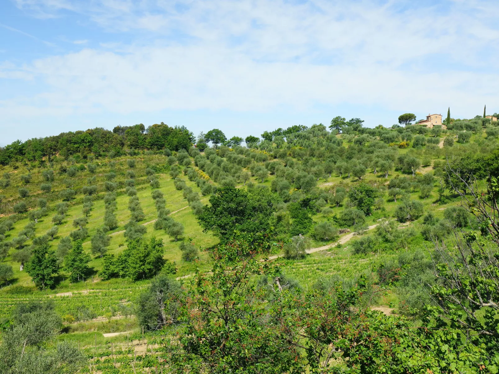 Poggio Velluto-Outside