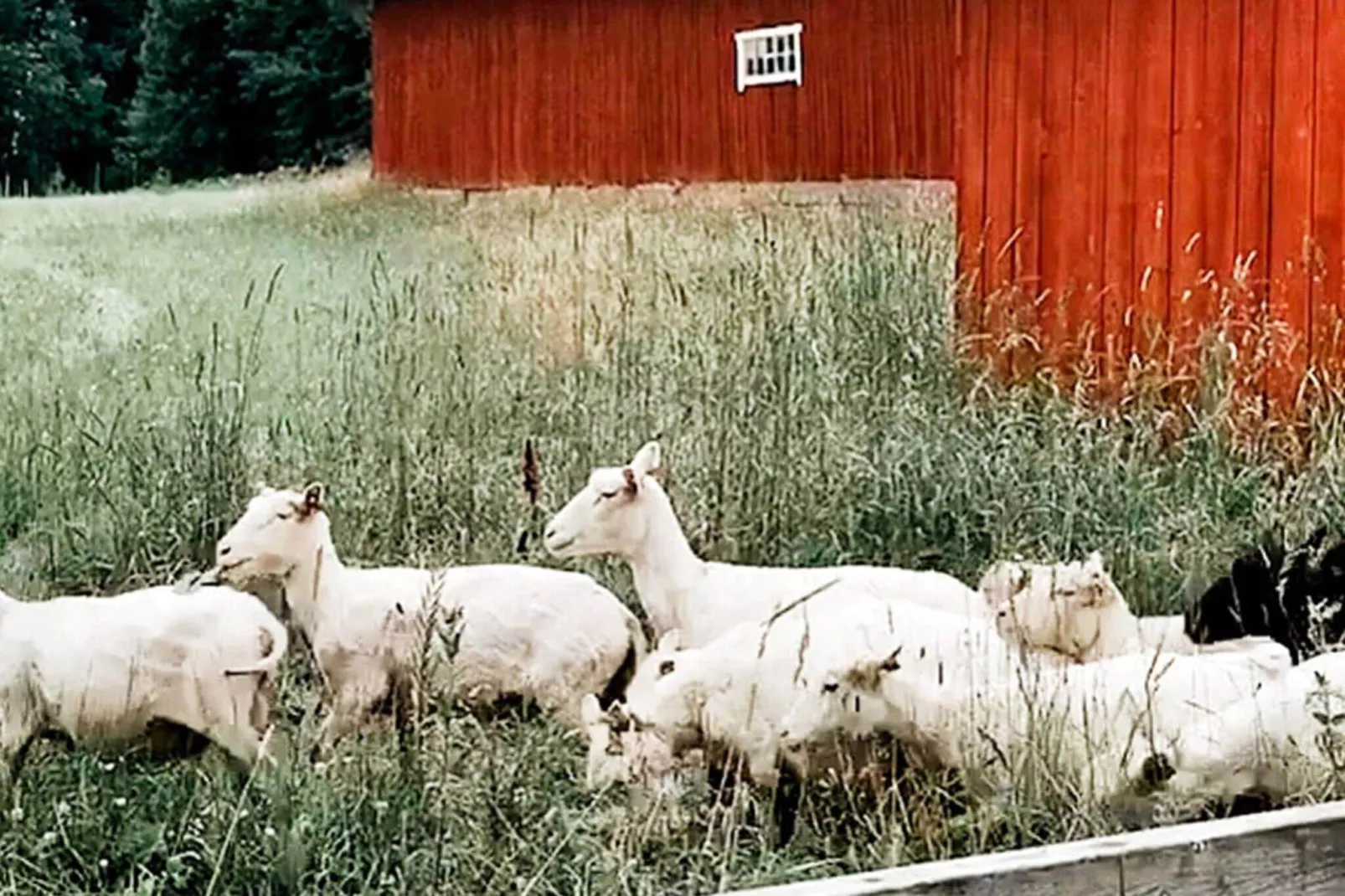 2 Personen Ferienhaus in NÄSSJÖ-Außenbereich