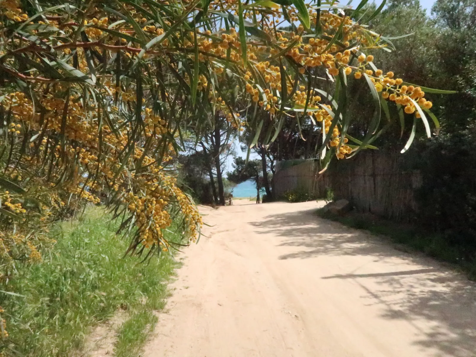 Surphinia-Area