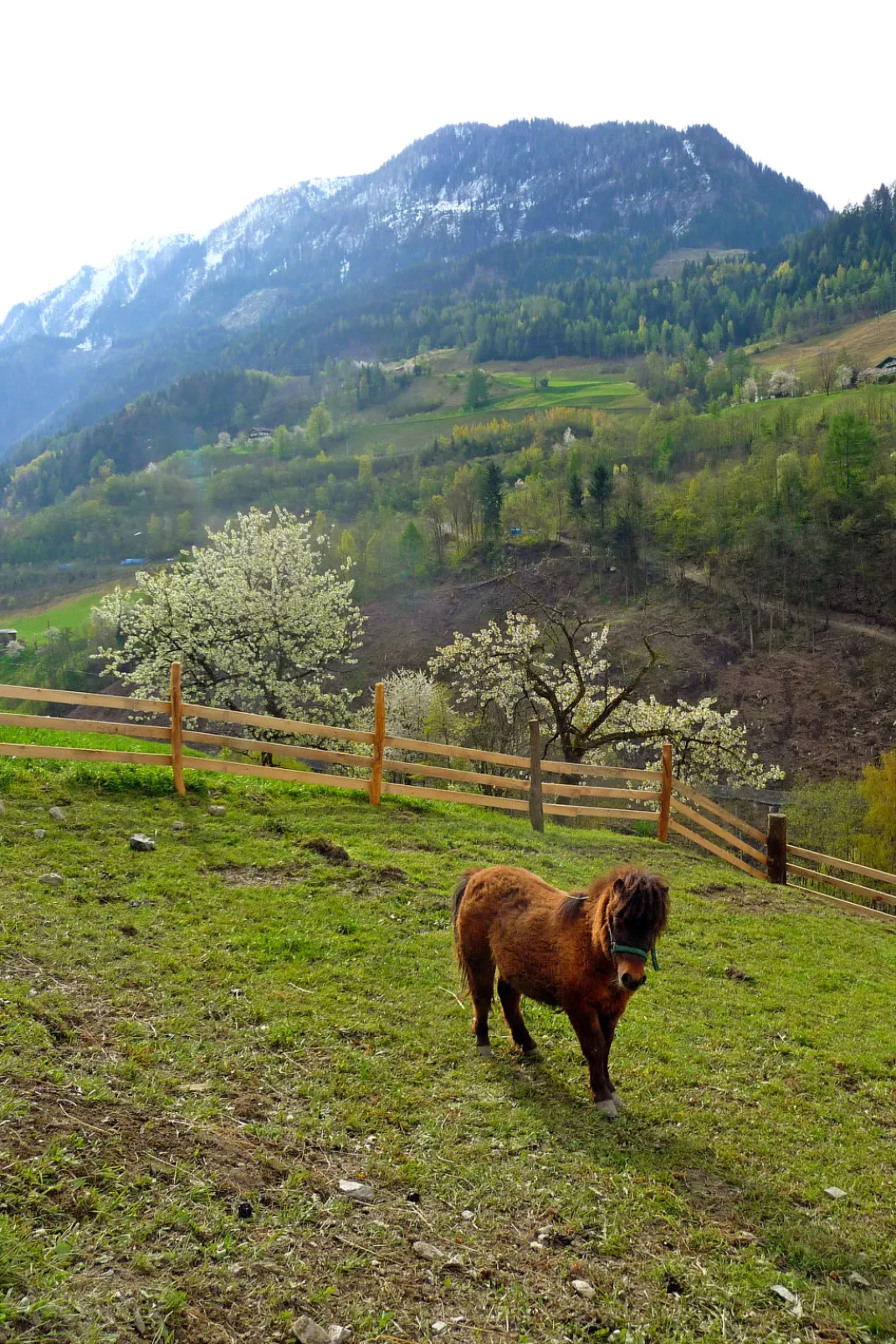 Grün-Dedans