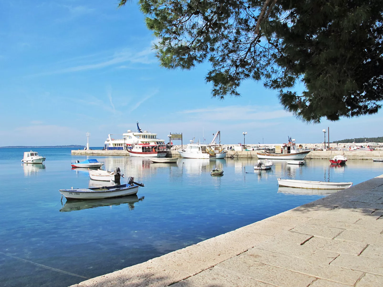 Old Olive VIII-Area