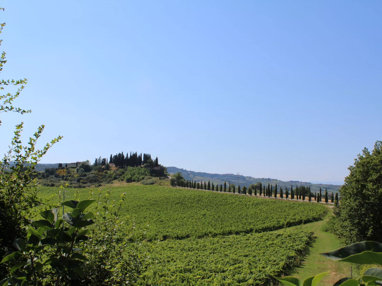 Vineyard View-Outside