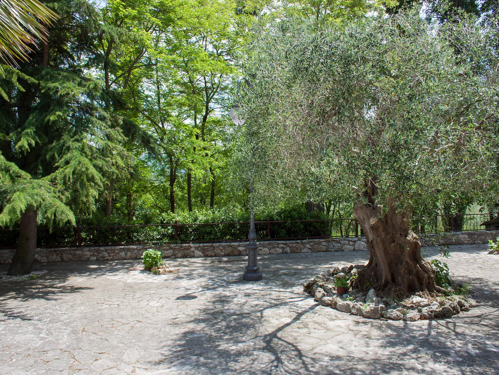 Olivo secolare-Outside