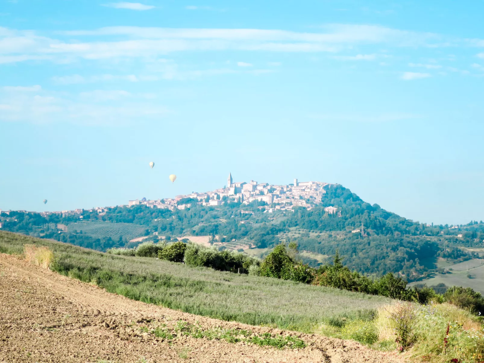 Olivo secolare-Area