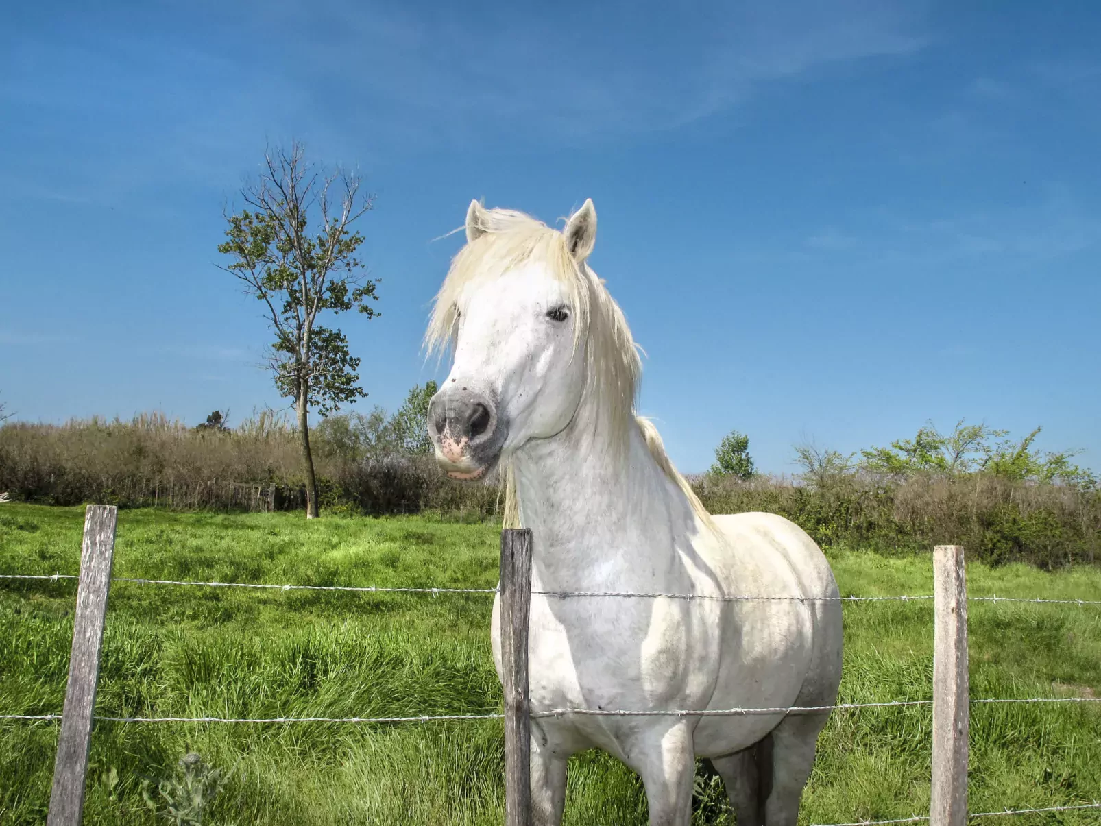 Soleil Camarguais-Environnement