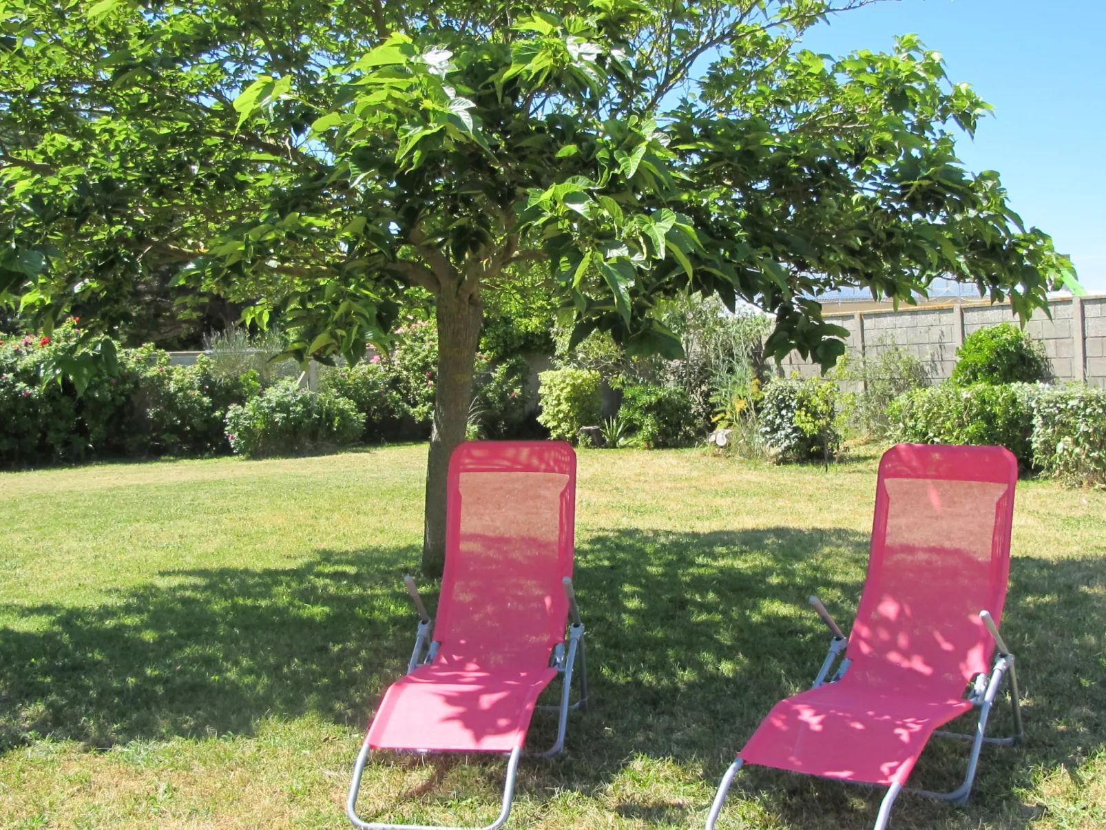 Les Cordylines-Outside