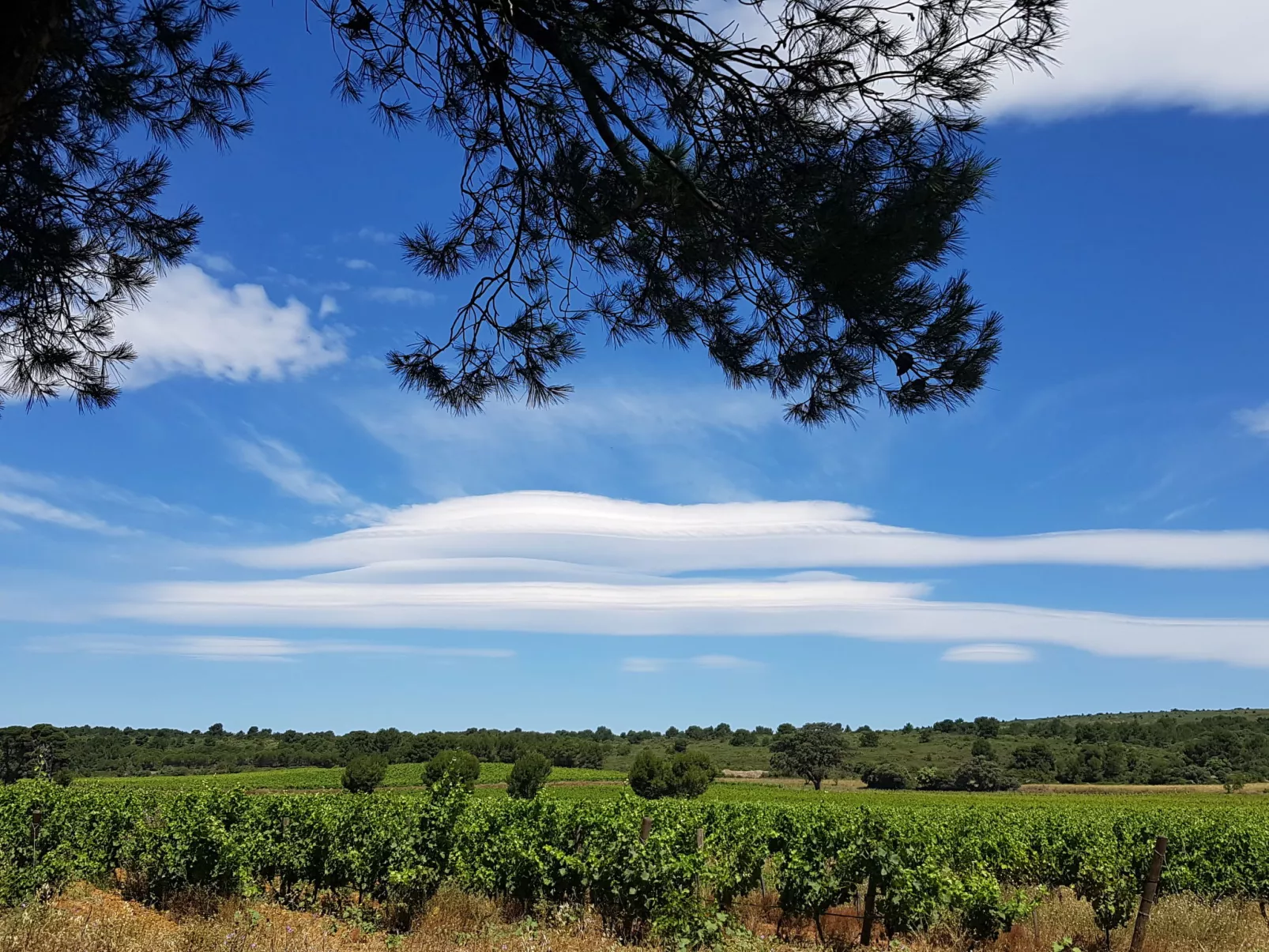 Les Cigalines-Area
