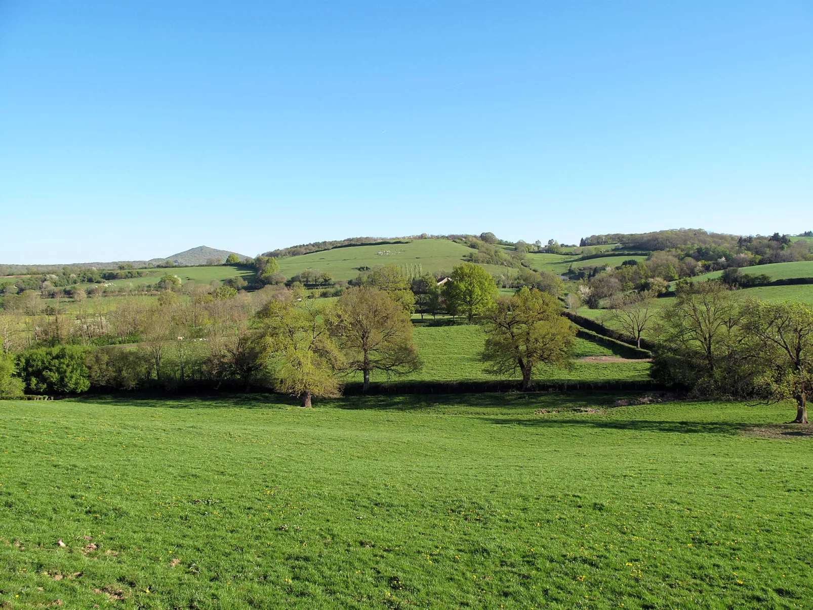 Marguerite-Area