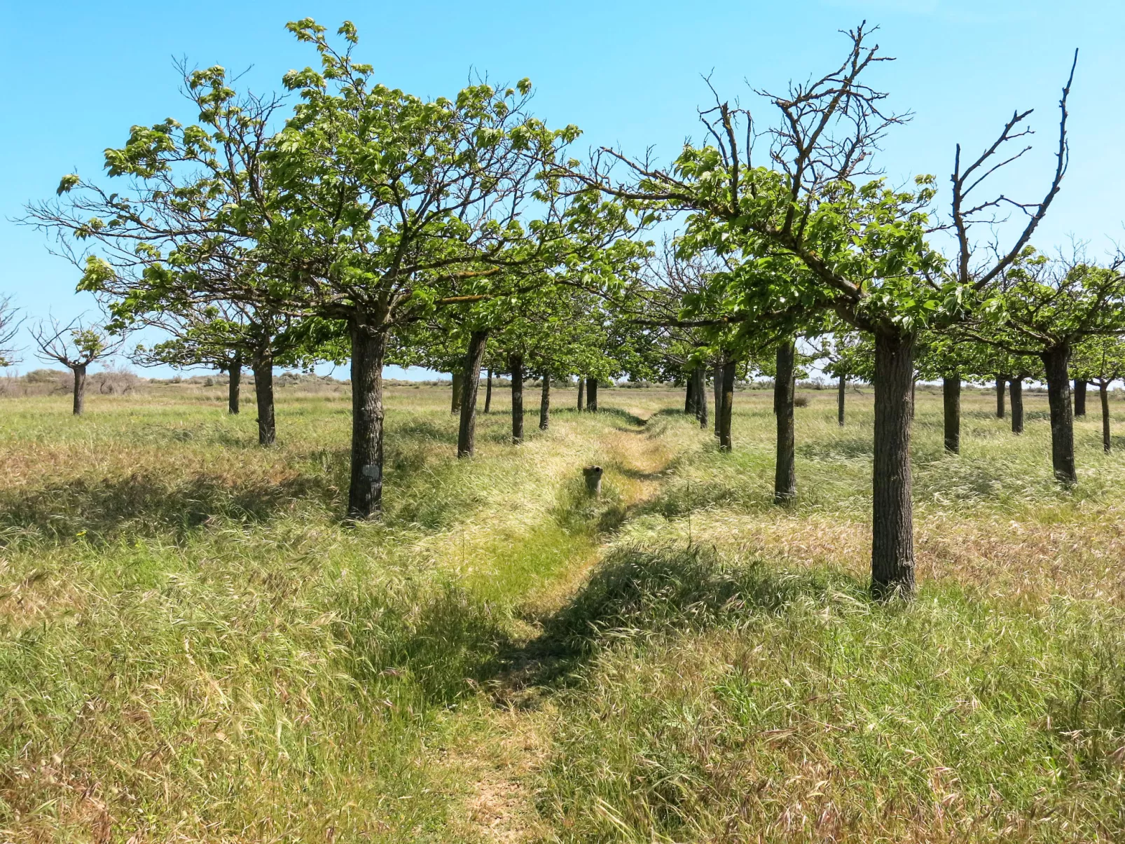 Domaine Les Mûriers-Outside