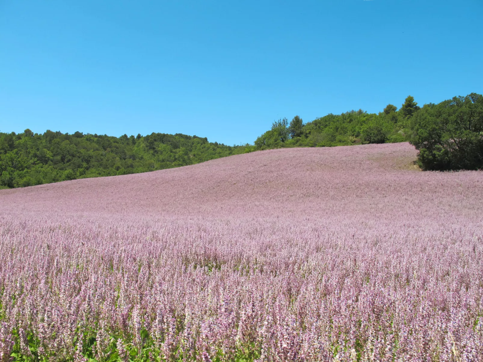 La Chênaie-Area