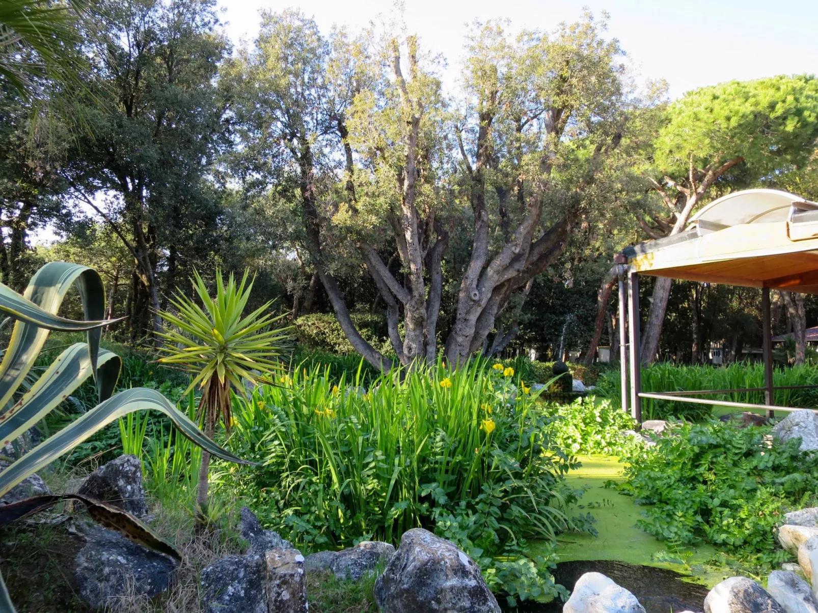 Luxury Tent-Outside