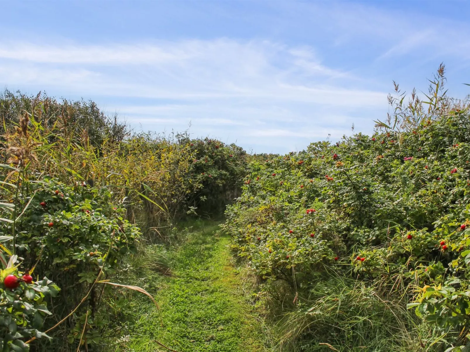 "Hening" - 50m from the sea-Dehors