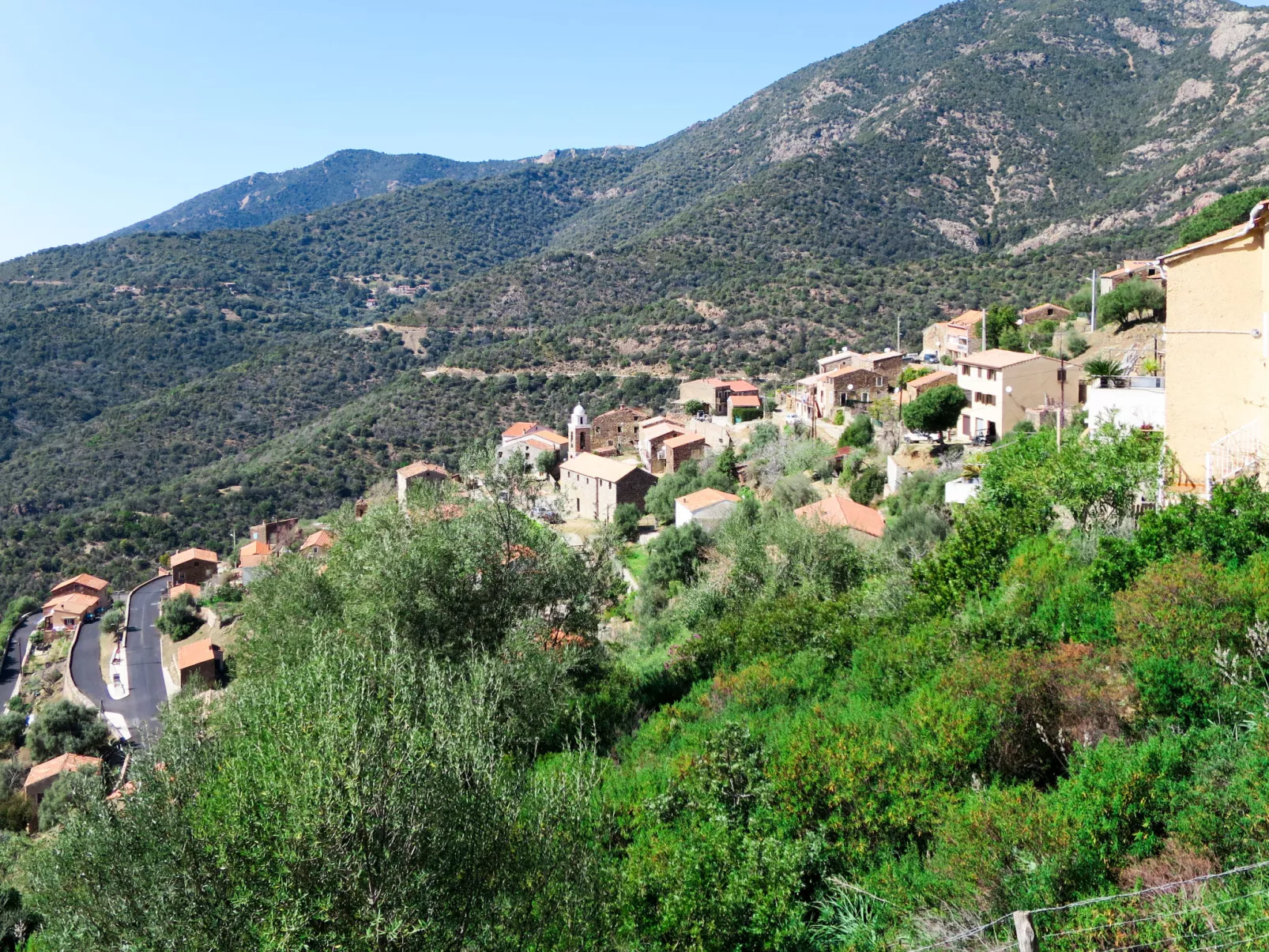 Camelia- Marjolène-Area
