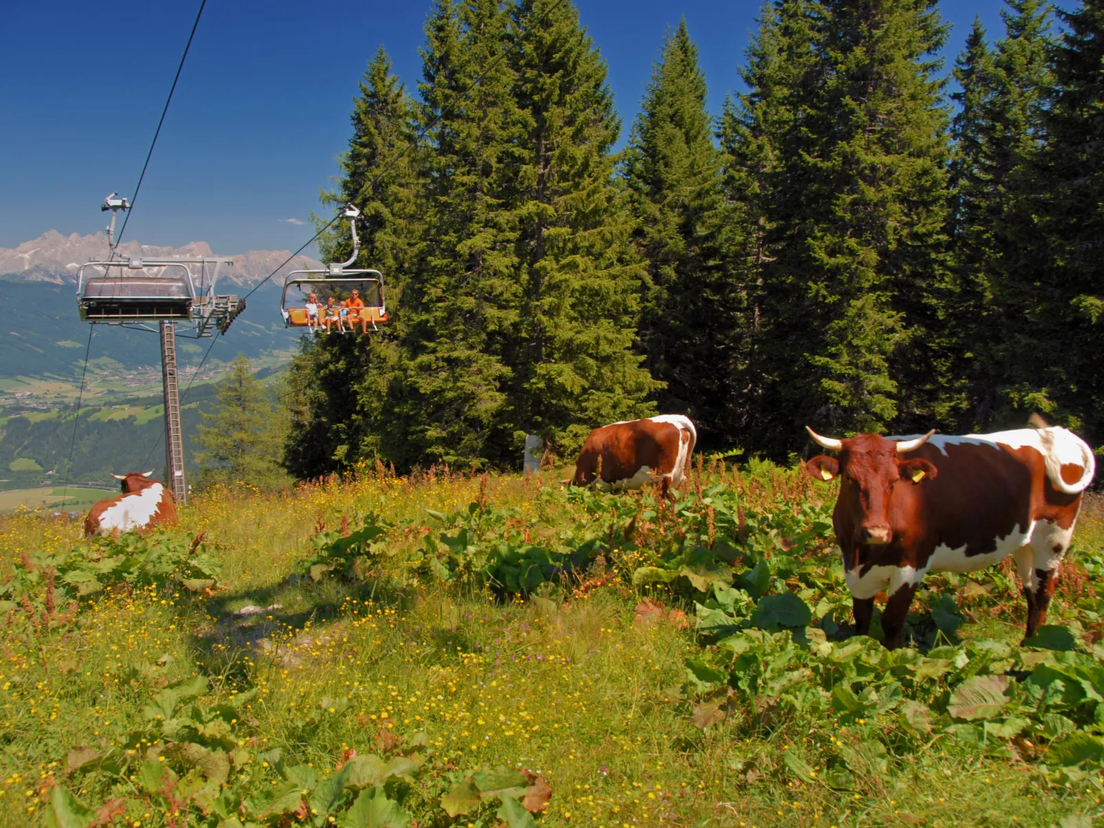 Dachstein-Area