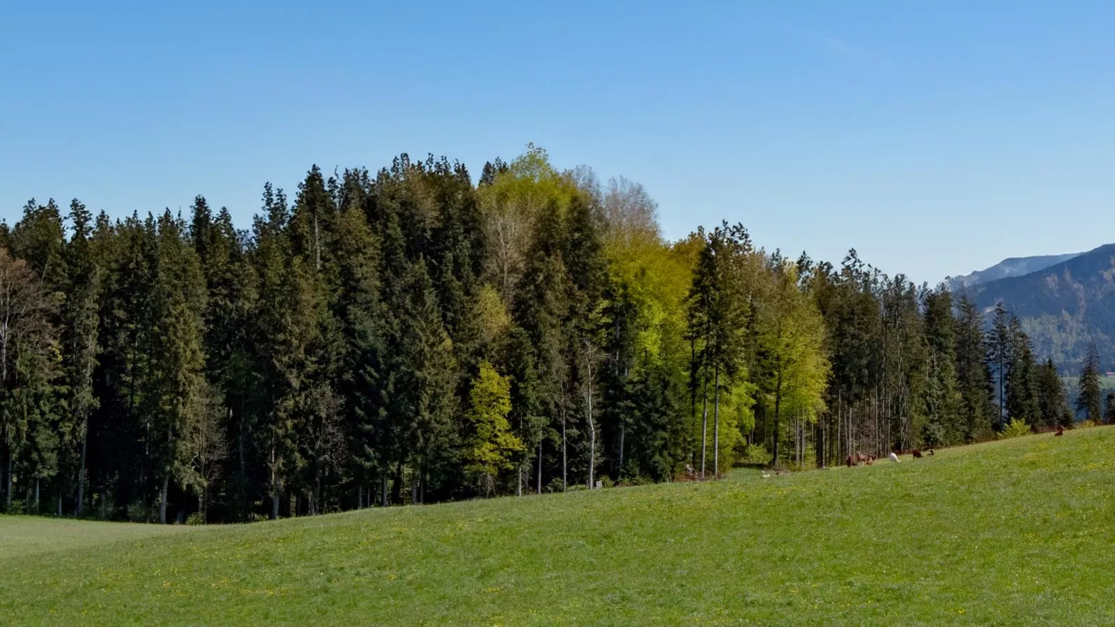 Almblick-View summer
