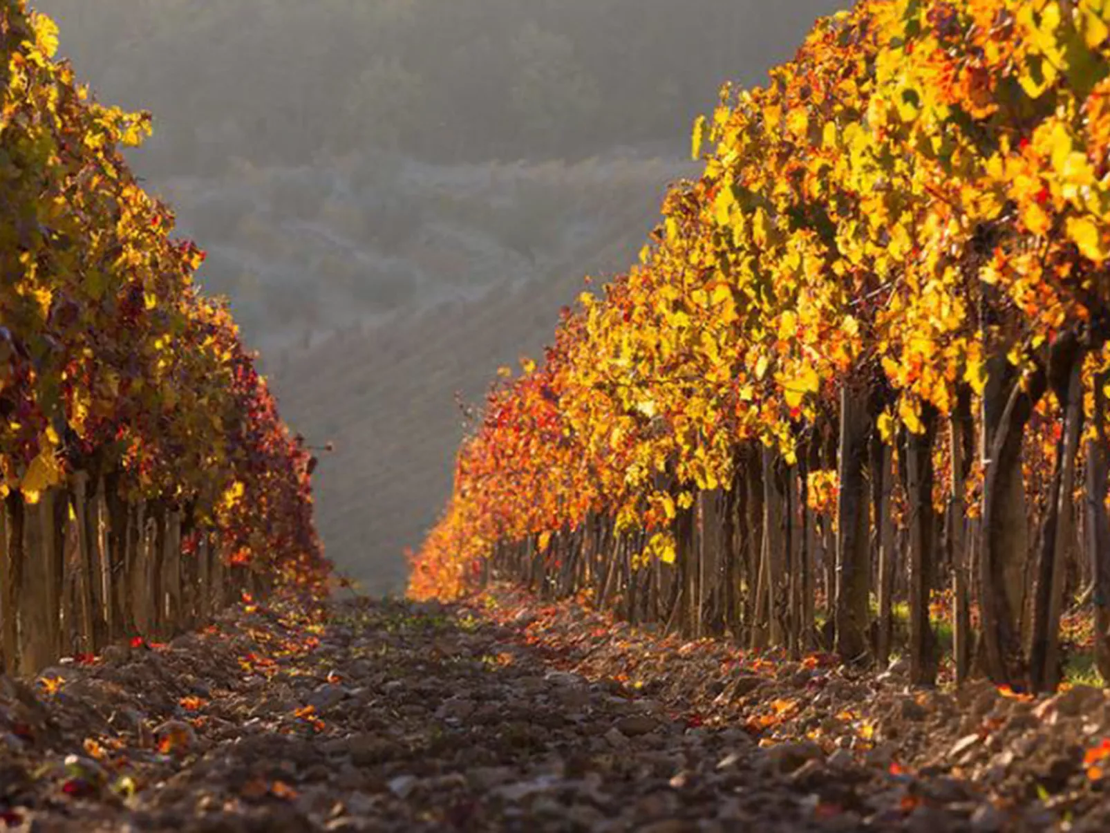 Cerretino Vigna-Area
