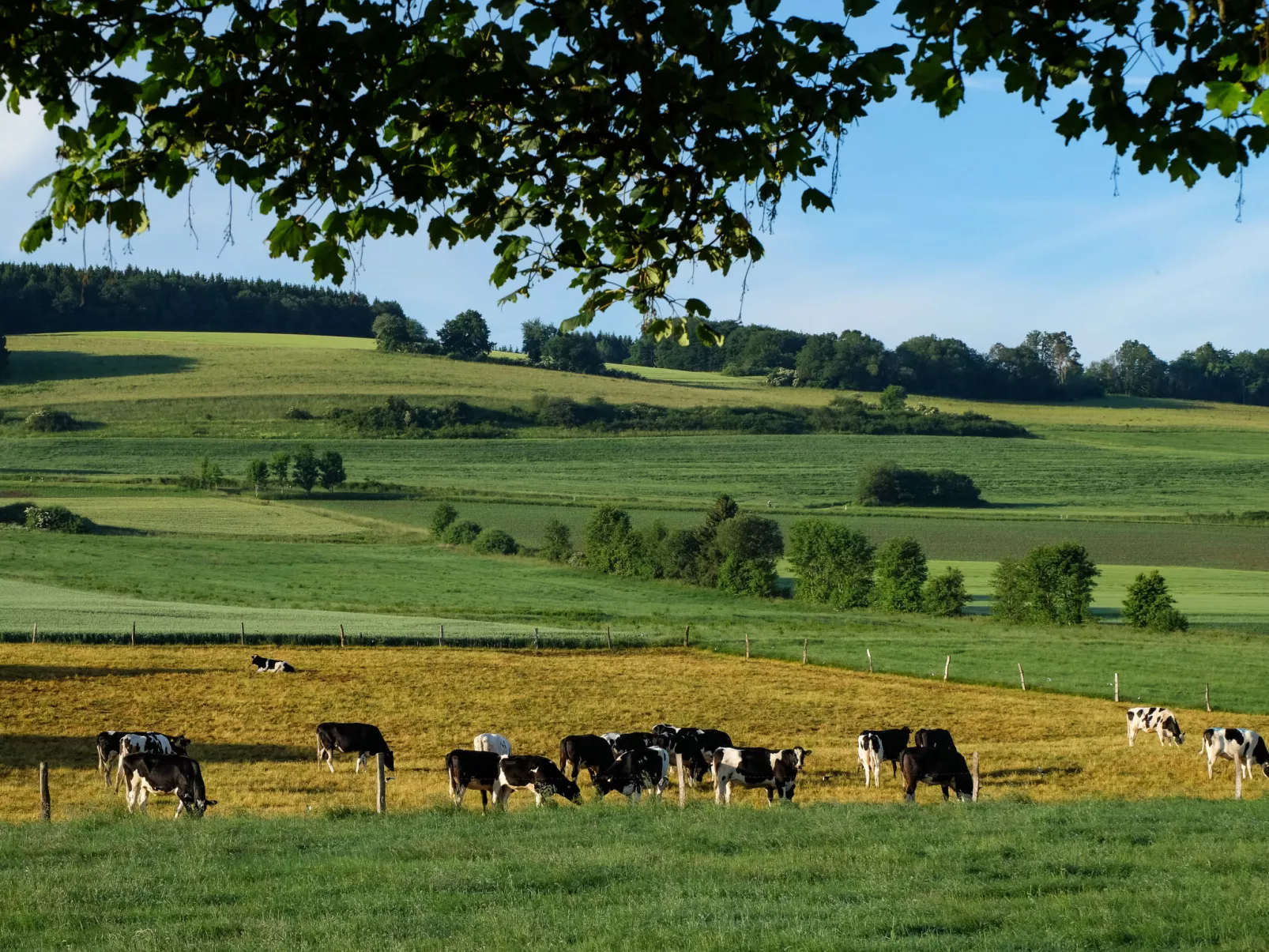 Reinskopf-Area
