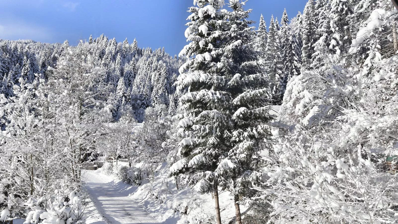 Im Wald-Vue d'hiver