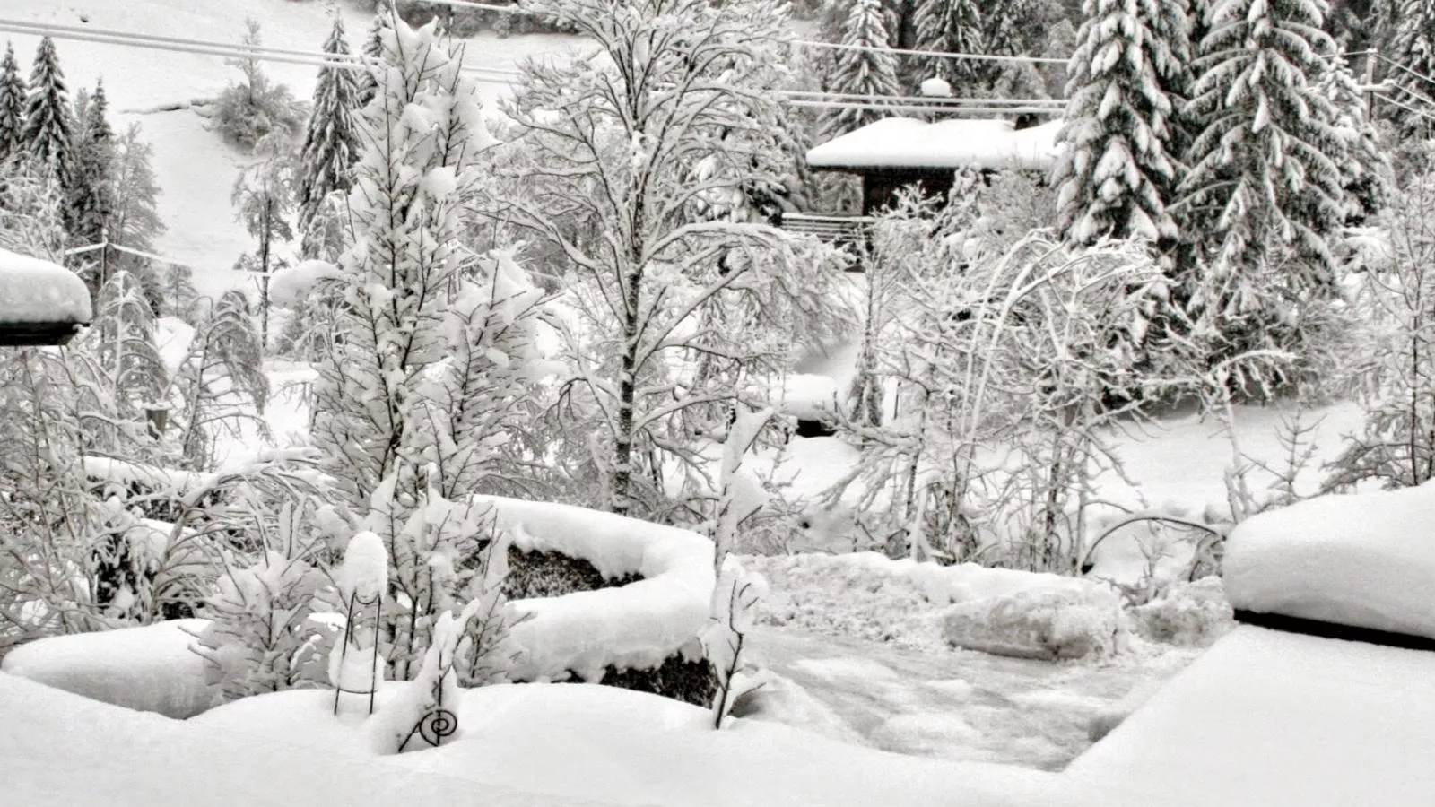 Im Wald-Vue d'hiver