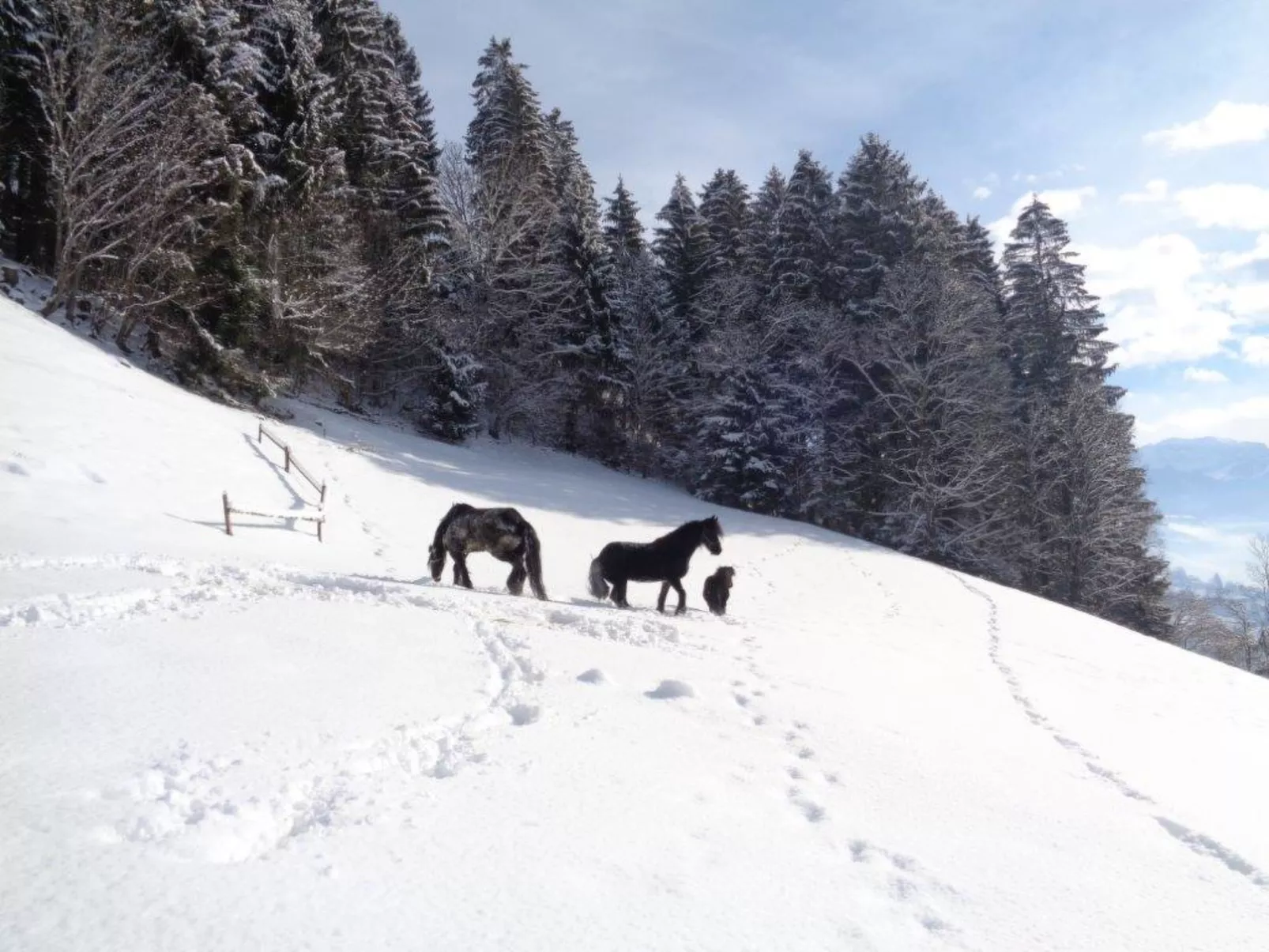 Ferienhof Sonnseitn-Draußen