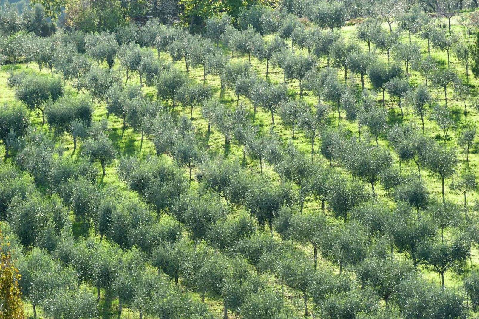 Petit Verdot-Areas summer 5km