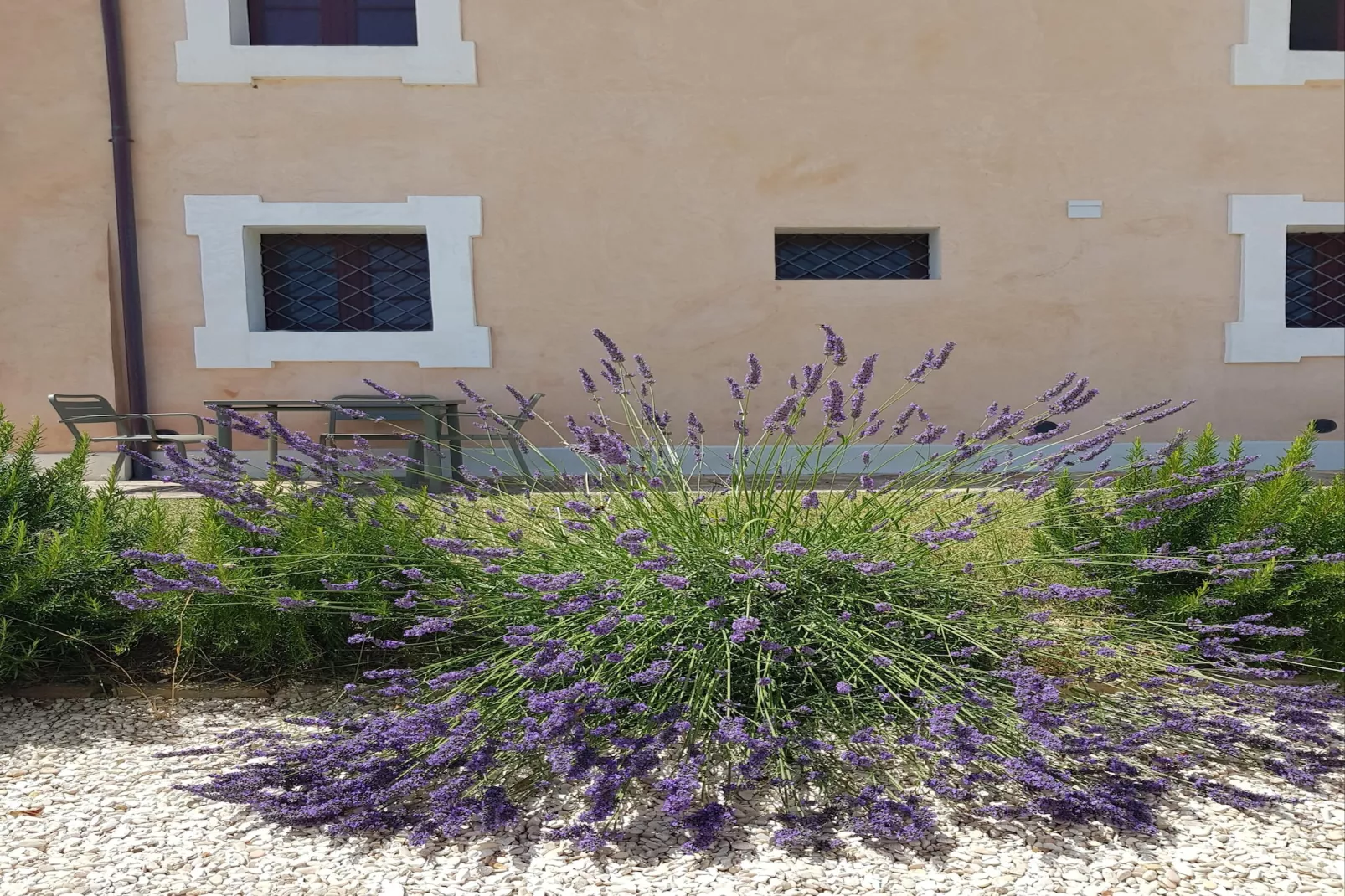 Gelsomino 2-Gardens summer