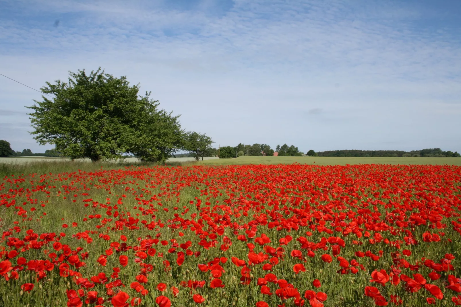 Seeblick-Aussicht Sommer