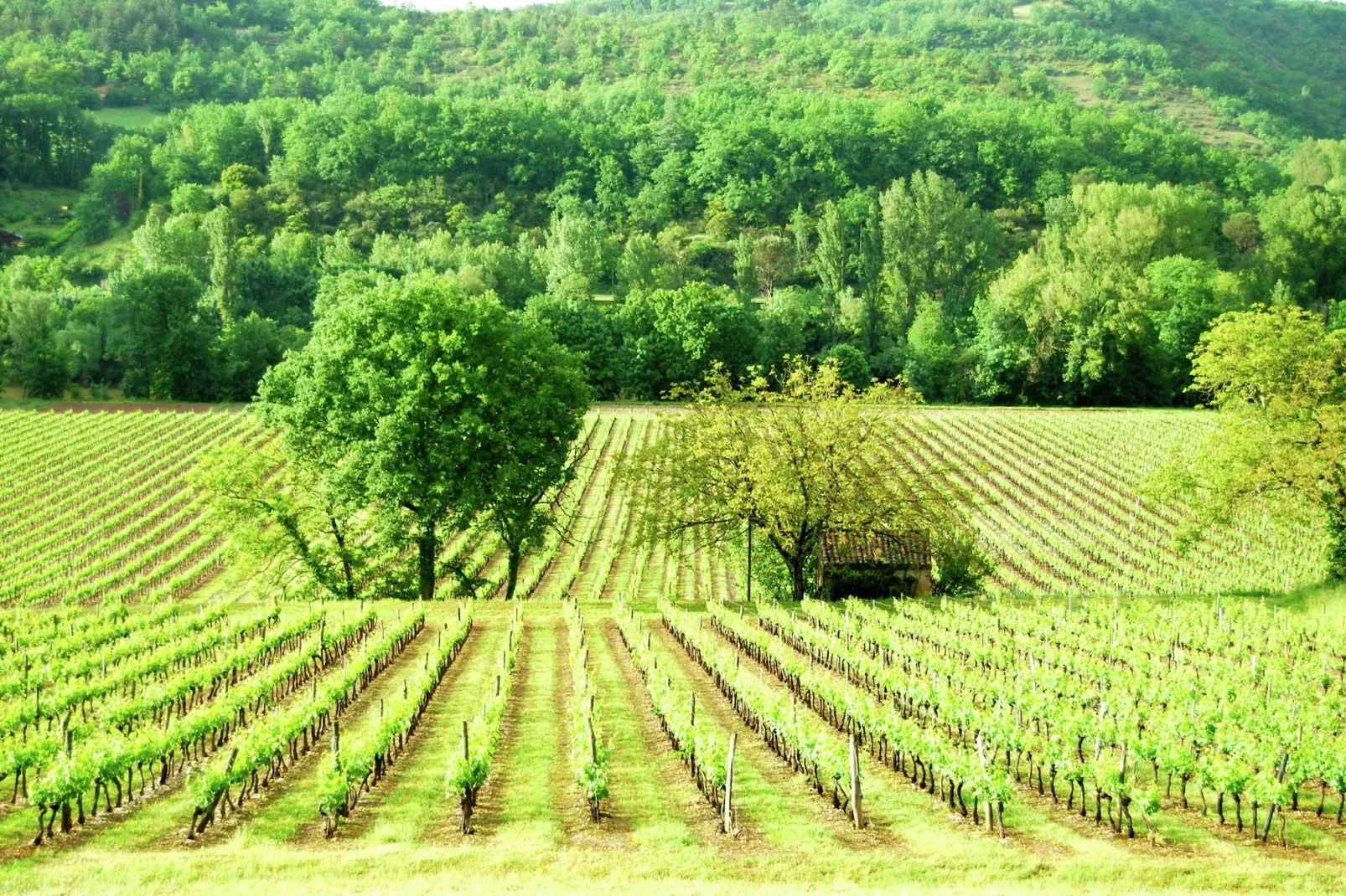 Demie-Areas summer 20km