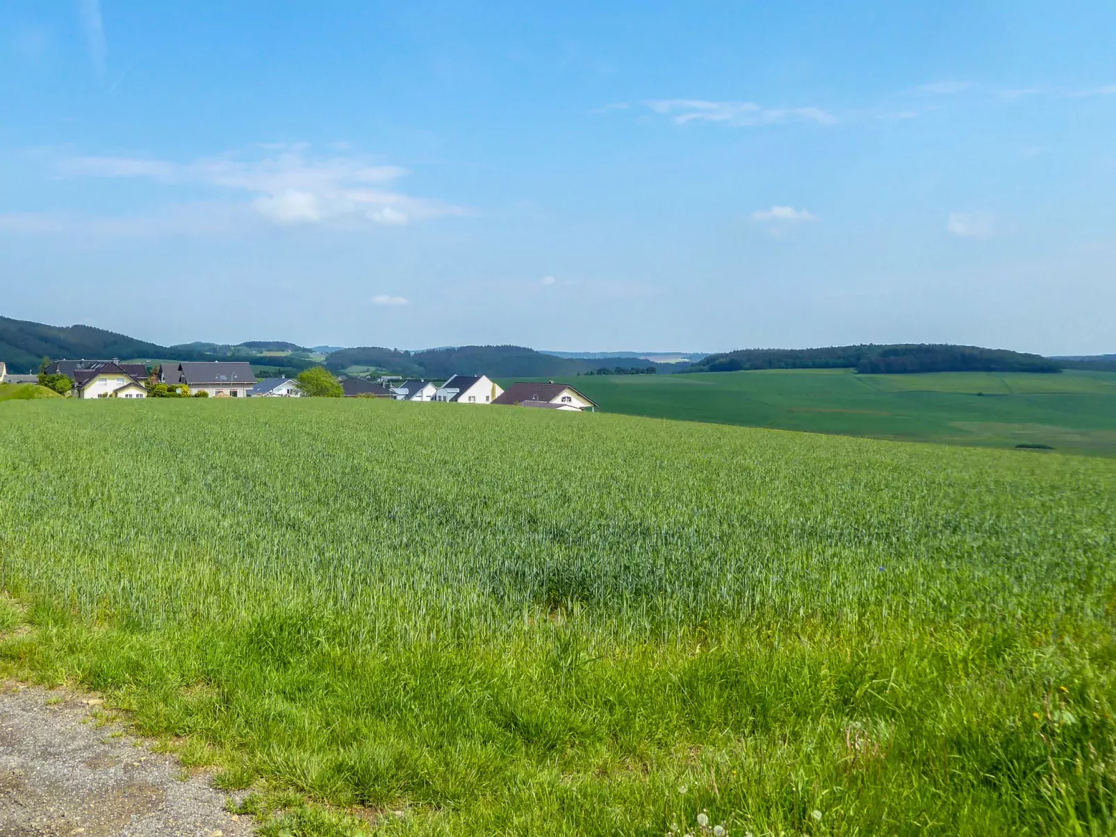 Löwenzahn-Outside