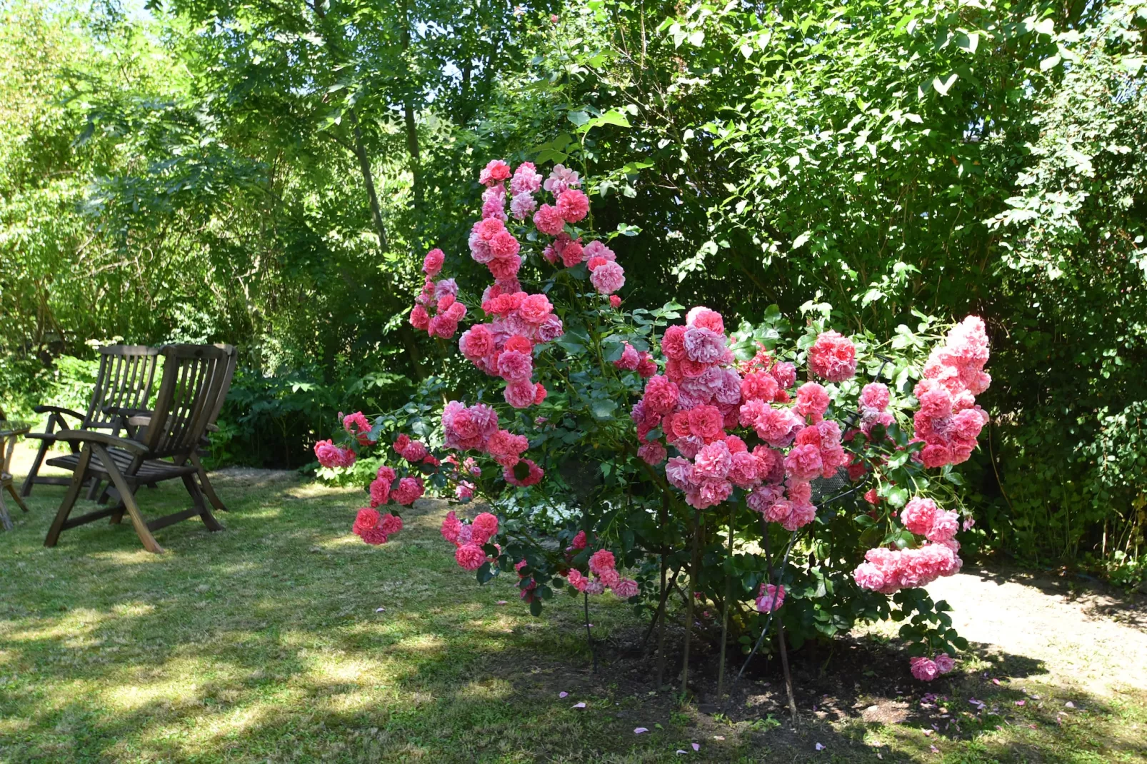 Kleines Wölkchen-Gardens summer