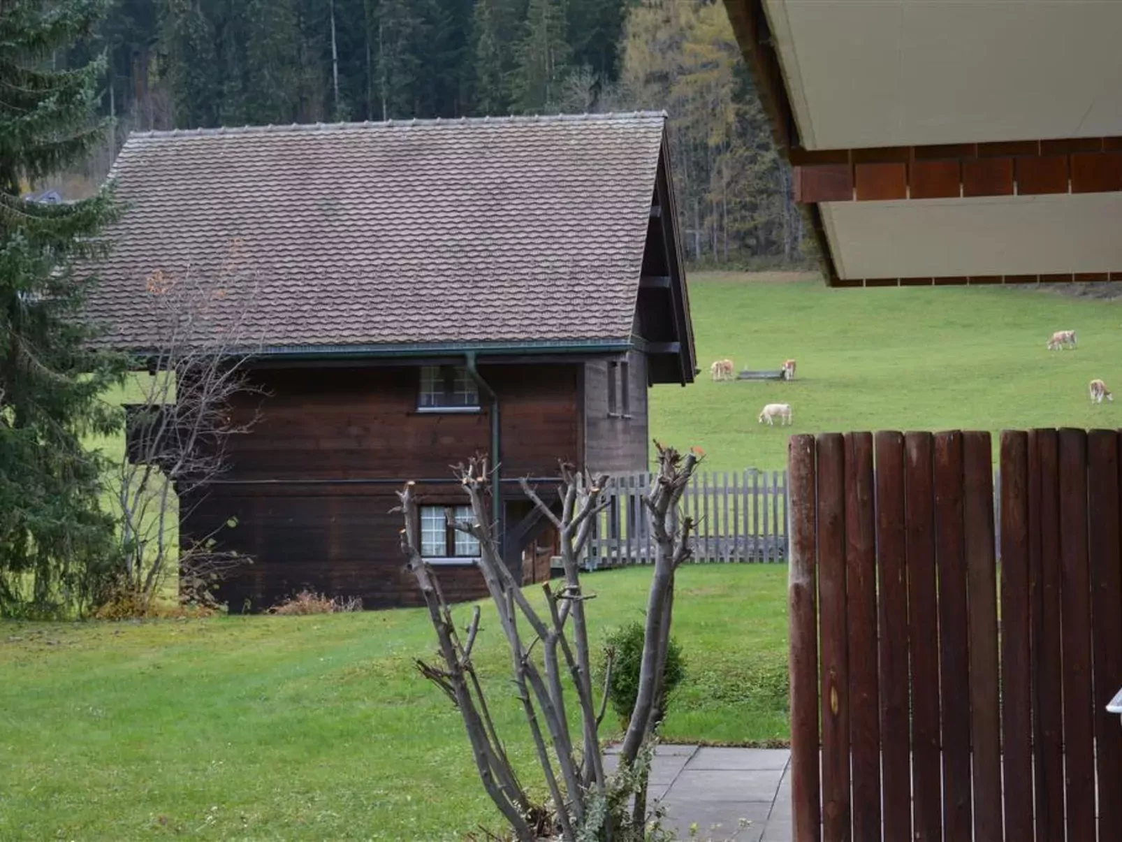 Simmental-Outside