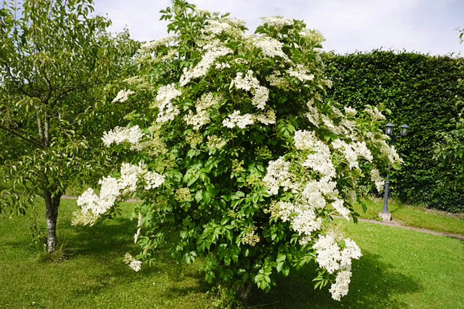 Habicht 4 Pers-Gardens summer