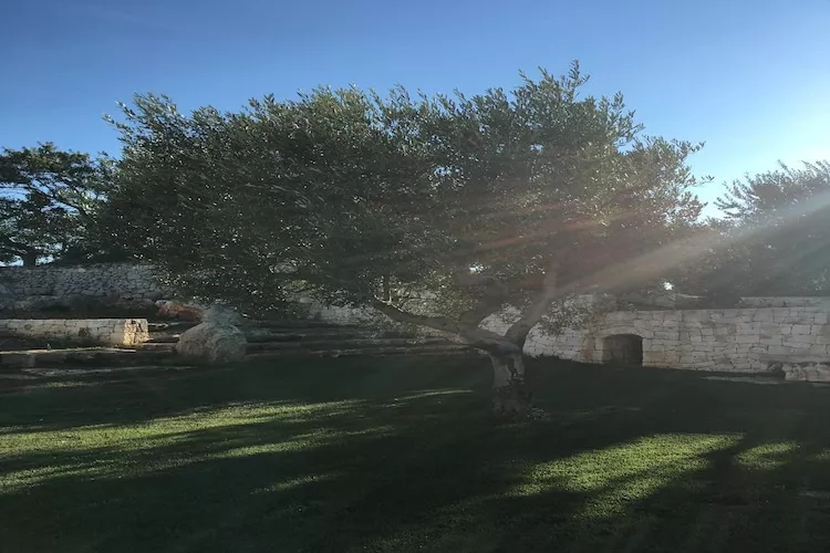 Trullo Amato Cisternino-Gardens summer