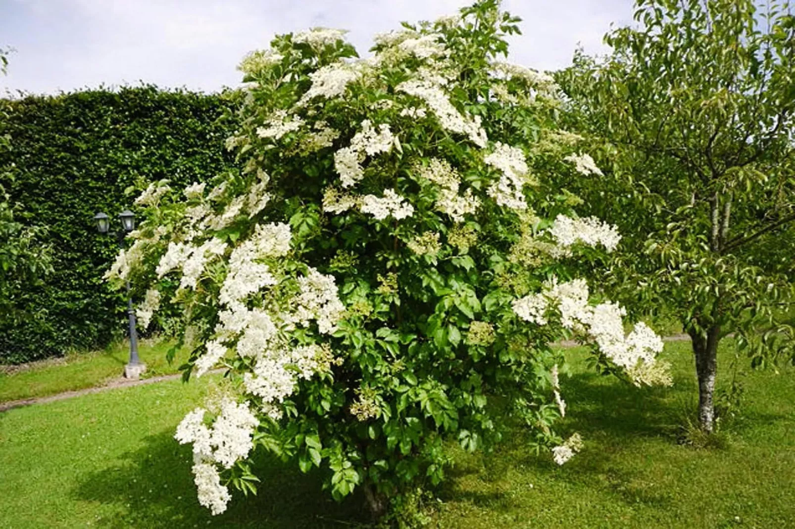 Habicht 1-2 Pers-Gardens summer