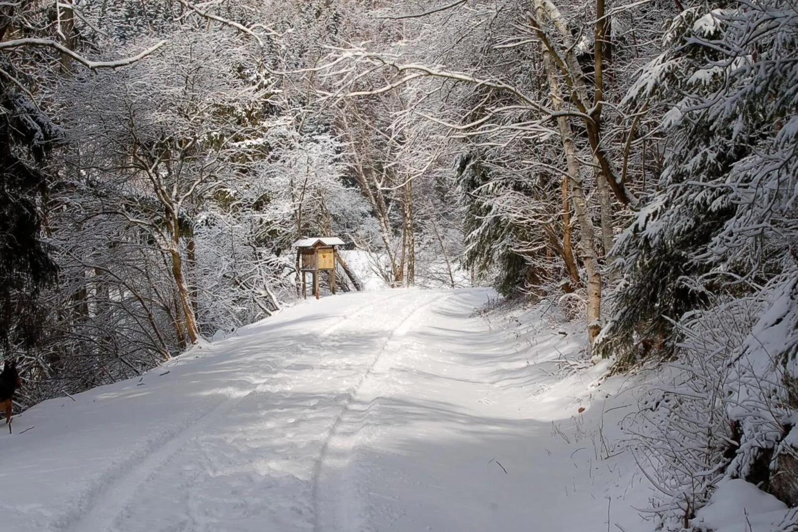 Ferienhaus in Hasselfelde - Haus 403 Auerhahn-Area winter 5km
