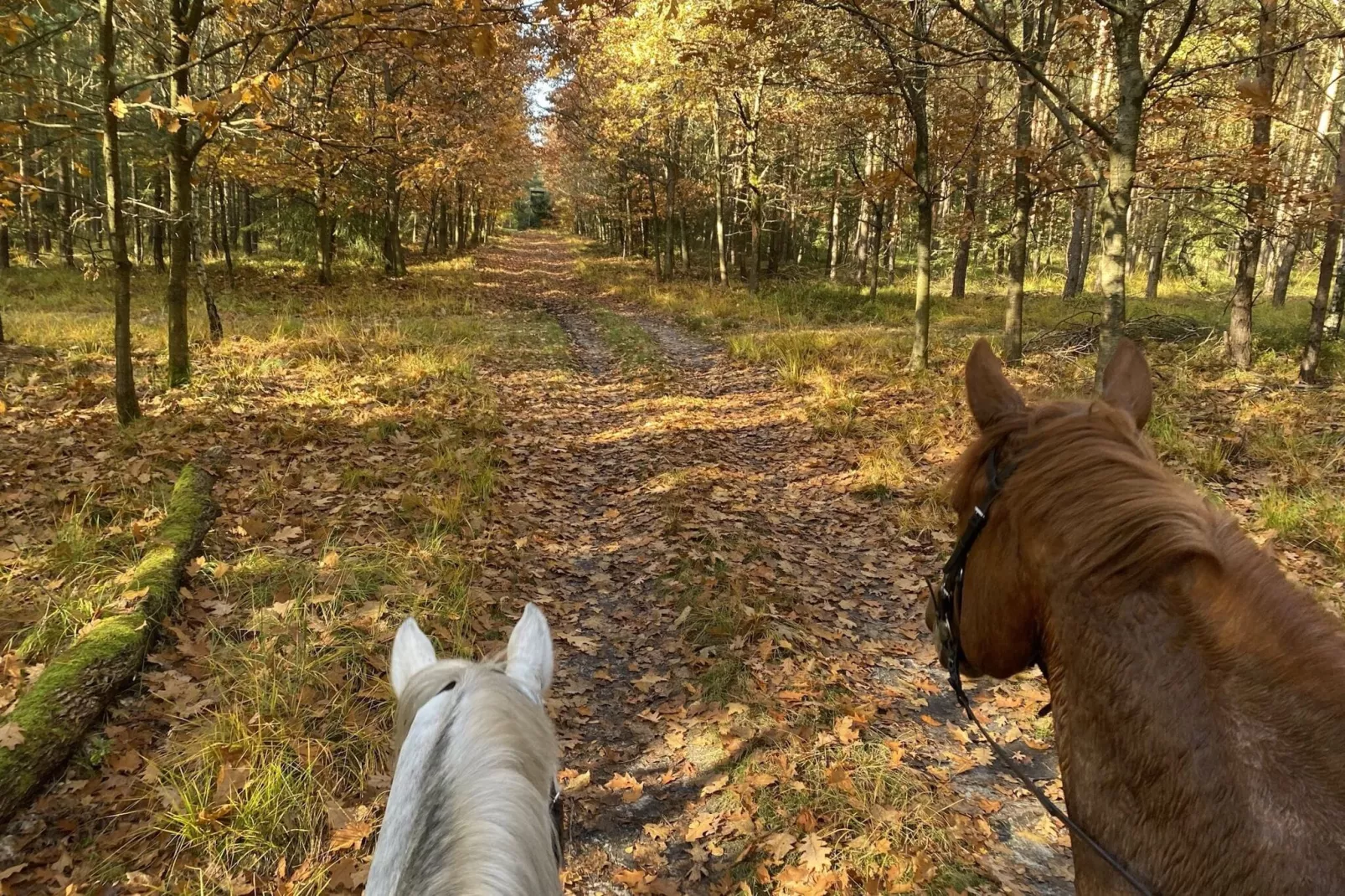 Lüneburger Heide-Gebiete Sommer 5 km