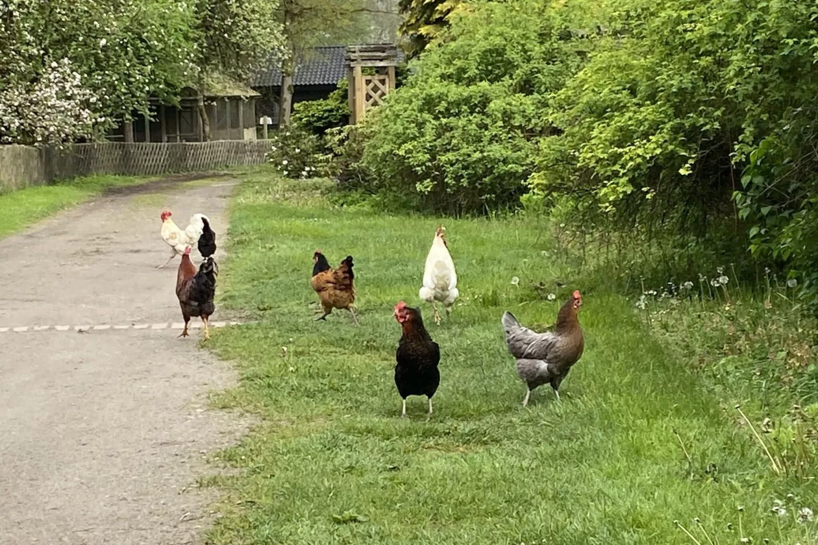 Lüneburger Heide-Garten Sommer