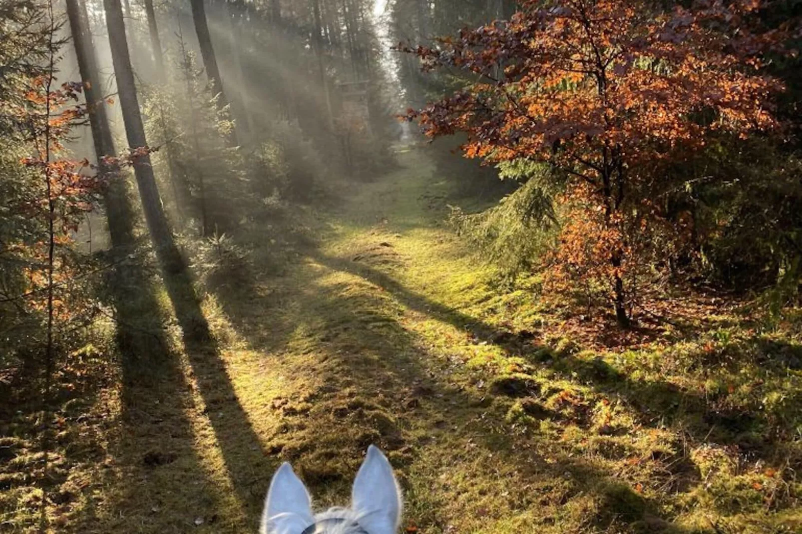 Lüneburger Heide-Gebiete Sommer 1 km