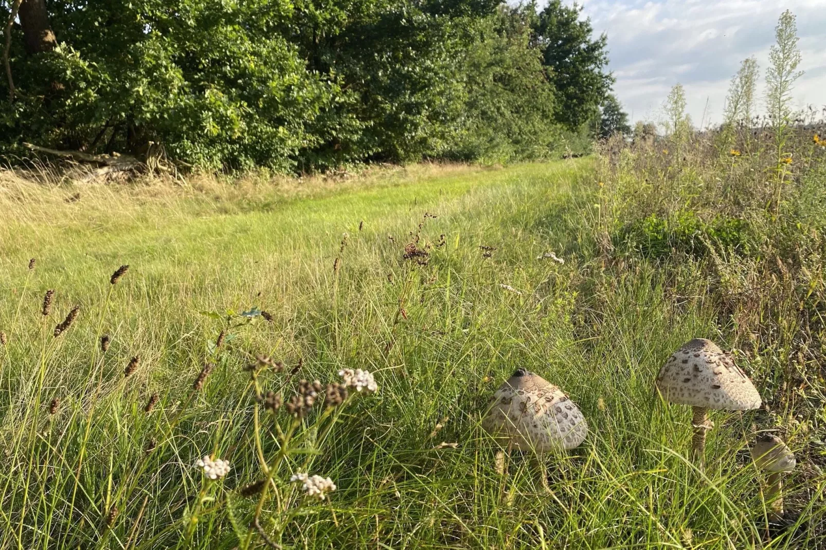 Lüneburger Heide-Gebiete Sommer 5 km
