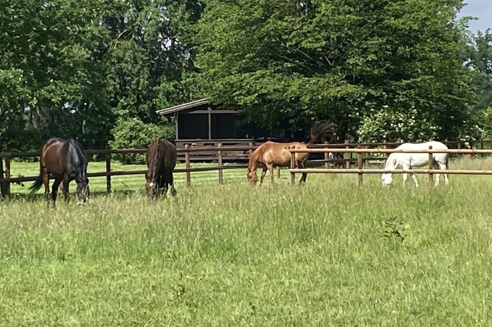 Lüneburger Heide-Garten Sommer