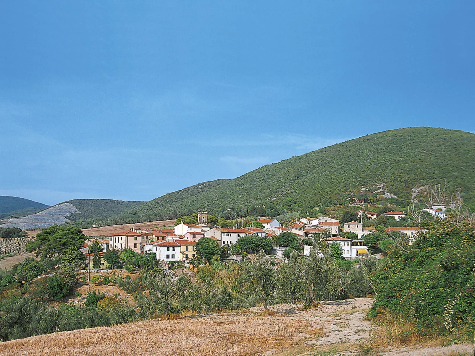 Lavender-Area