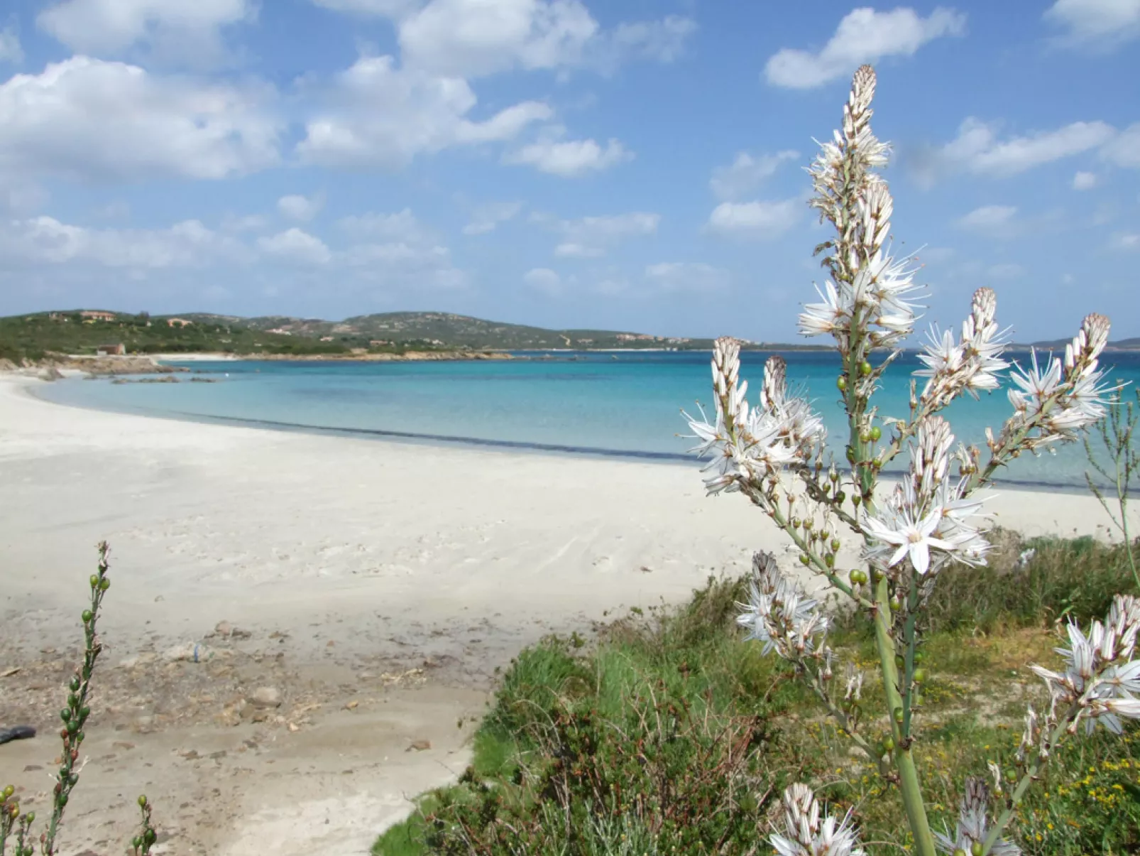 Pellicano-Area