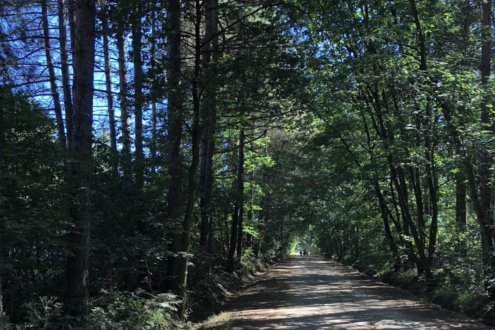 Sparrowhawk-Areas summer 5km