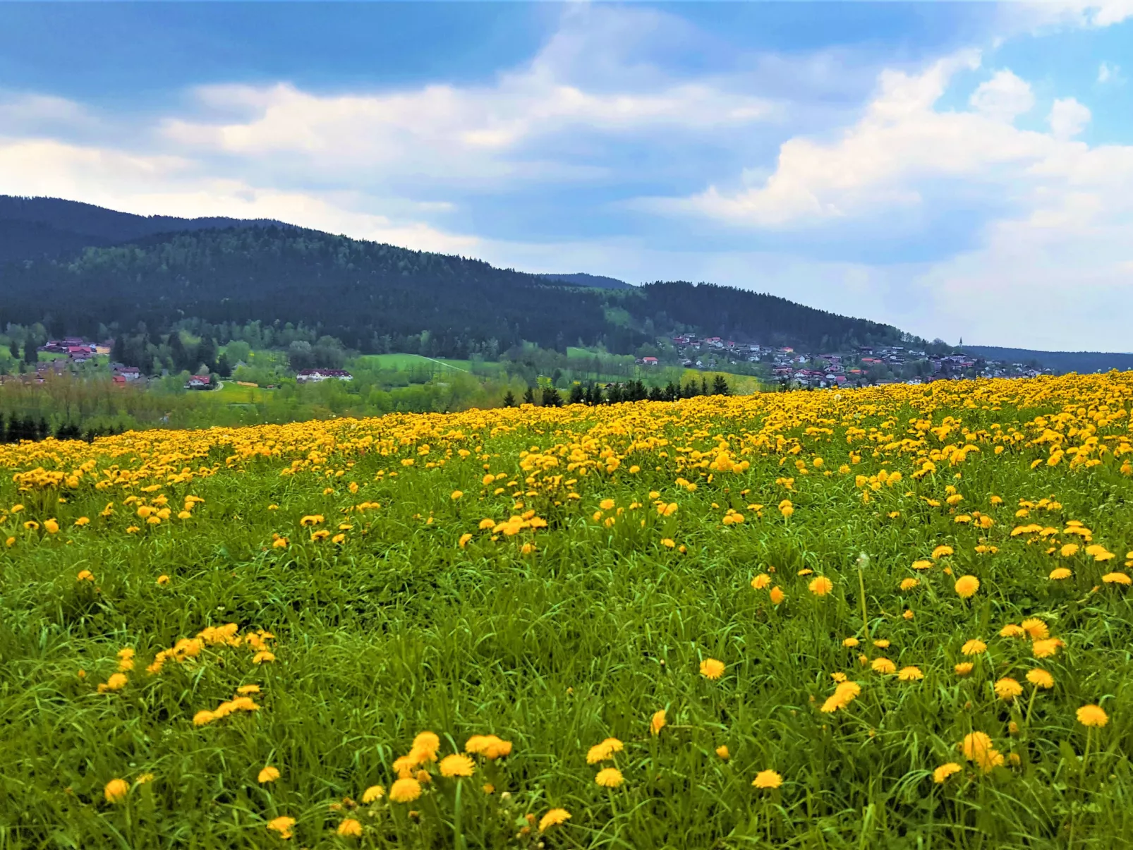Am Hohen Bogen-Area