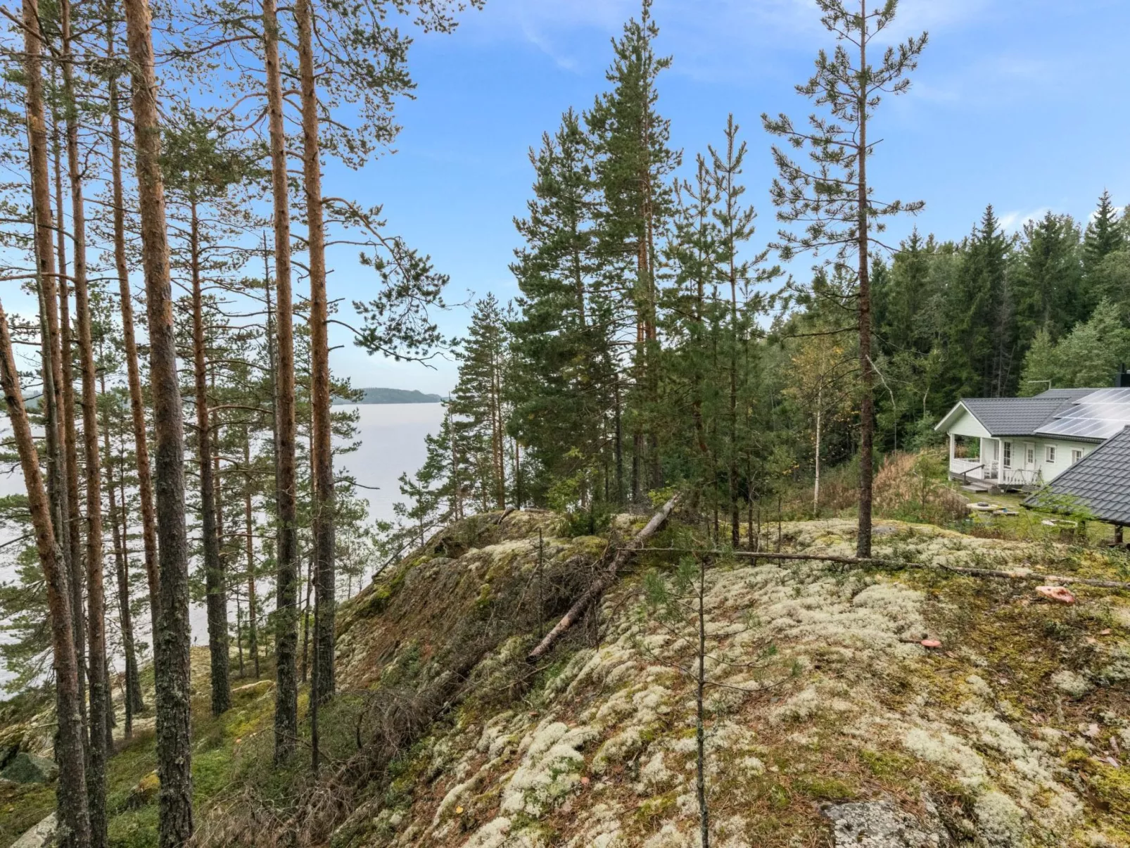 Koivurinne