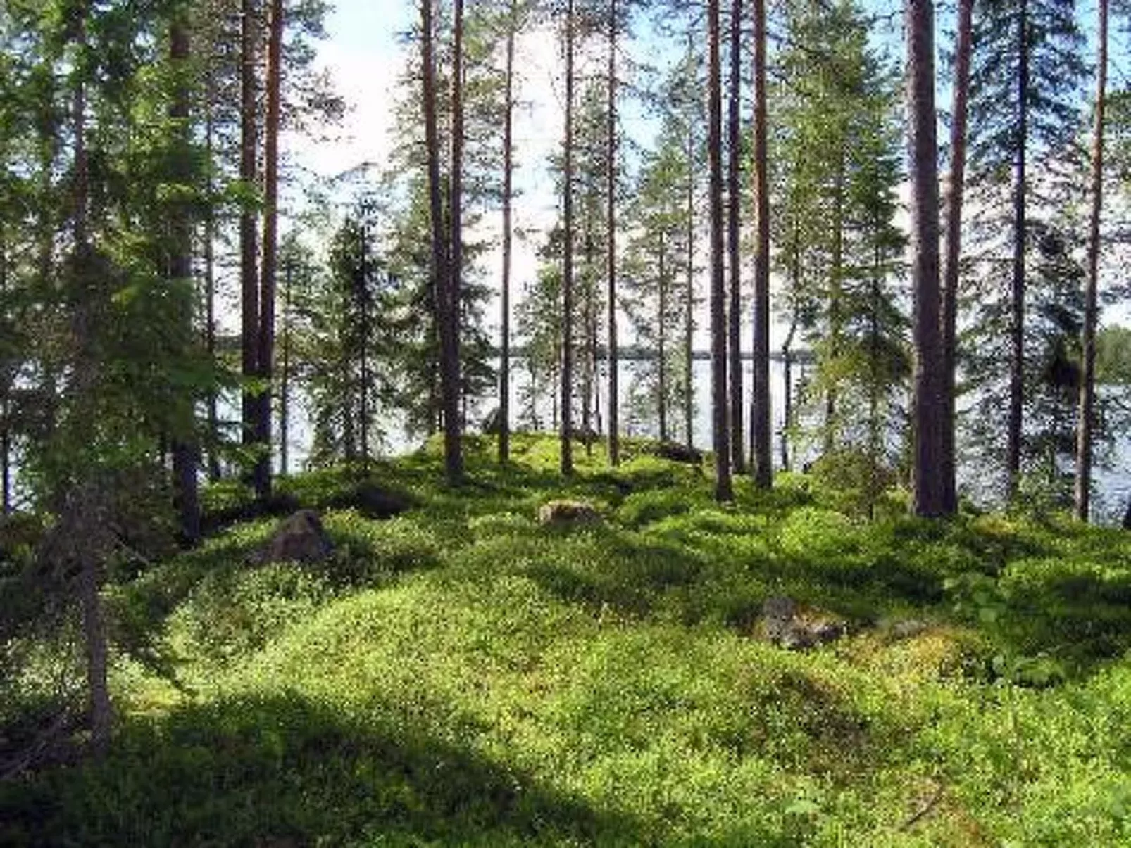 Puolukka-Drinnen
