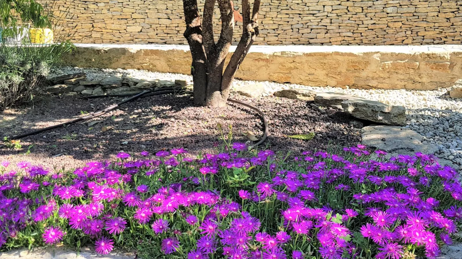 La Pinede-Garten Sommer