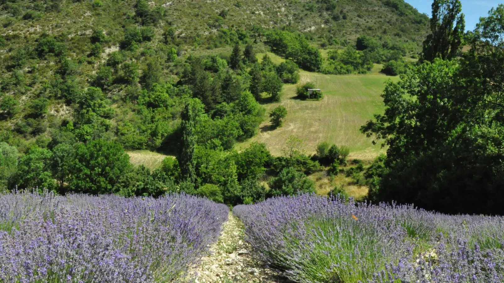 La petite Pinede-Gebiete Sommer 20 km