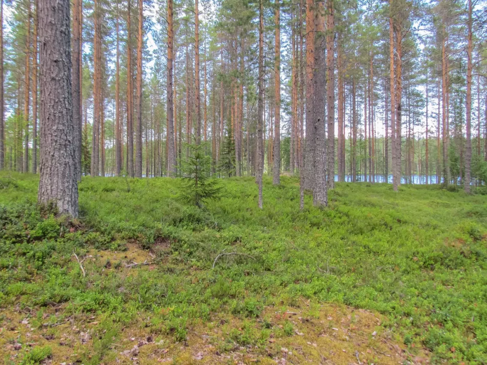 Pilkkaniemi-Dehors